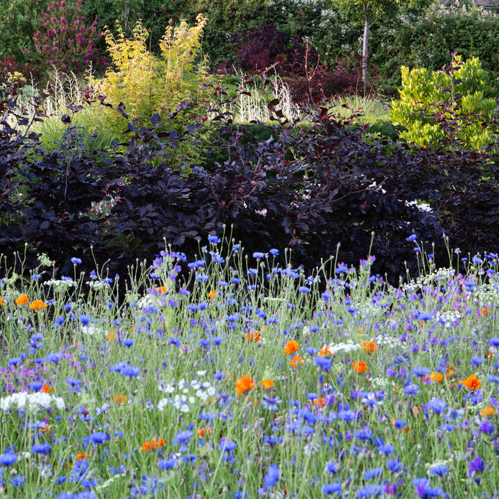 AM Gdns 17 Colour combinations.jpg