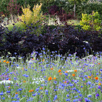 AM Gdns 17 Colour combinations.jpg