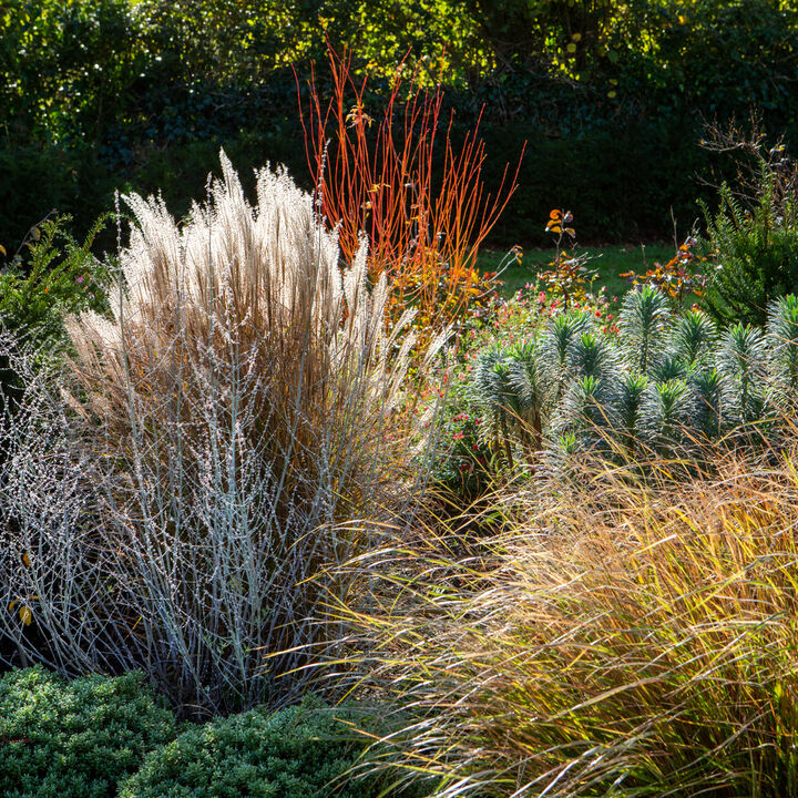 AM Gdns 30 Autumn.jpg