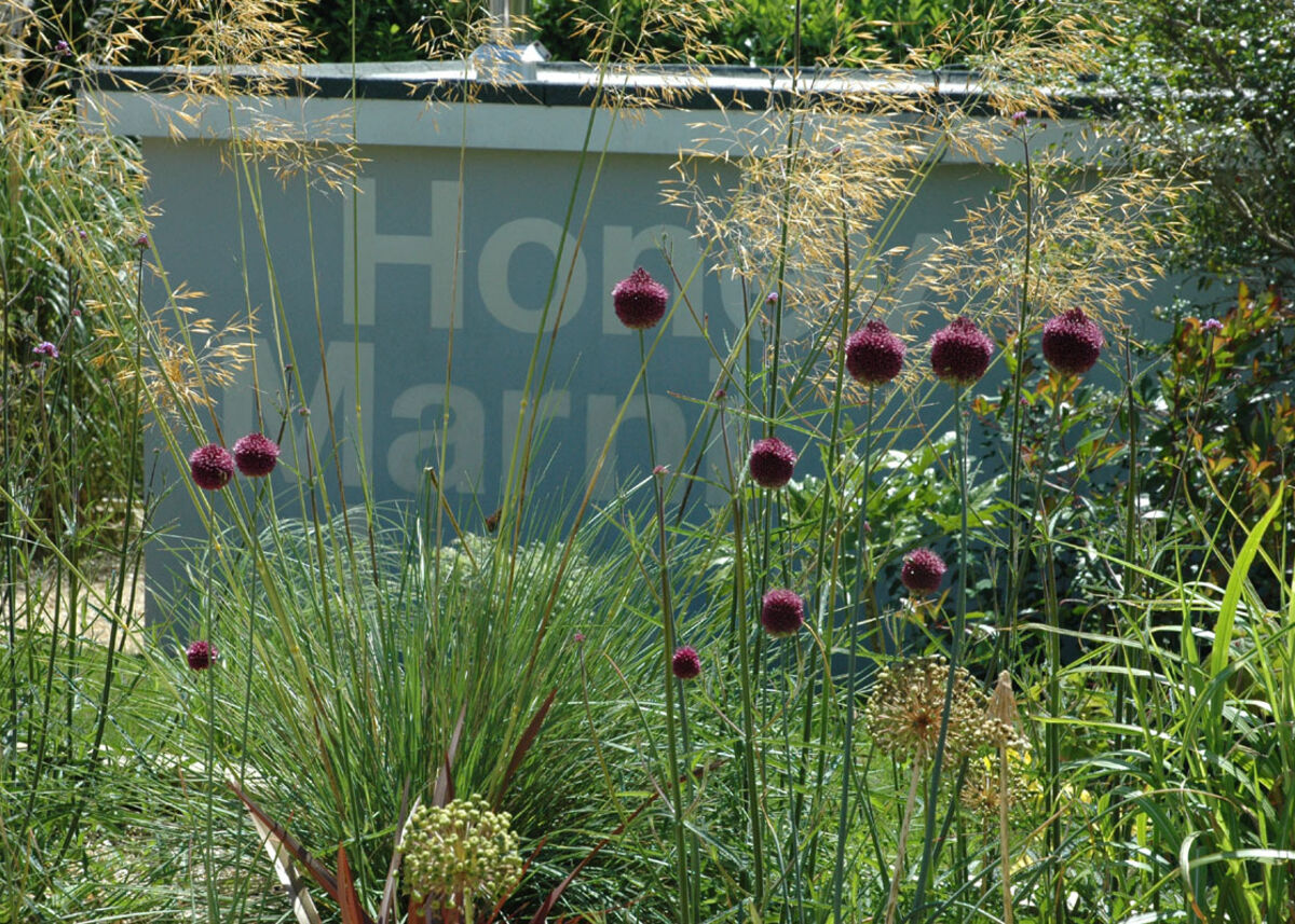 Planting - alliums bold splash of colour 1.jpg