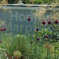 Planting - alliums bold splash of colour 1.jpg